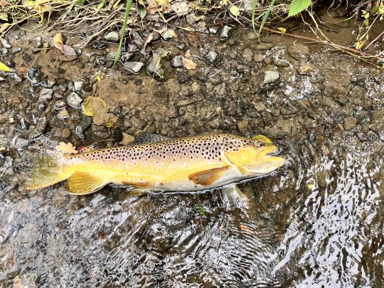 Bachforelle