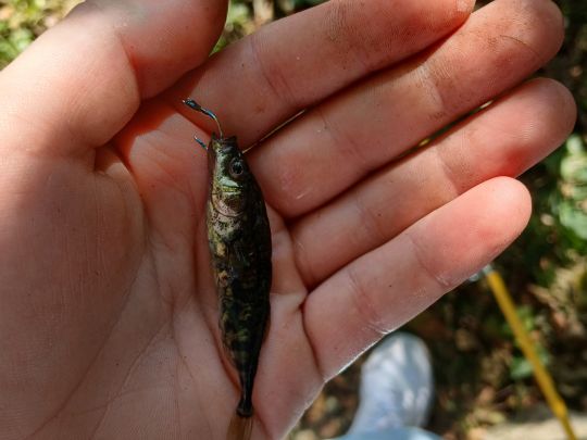 Dreistachliger Stichling