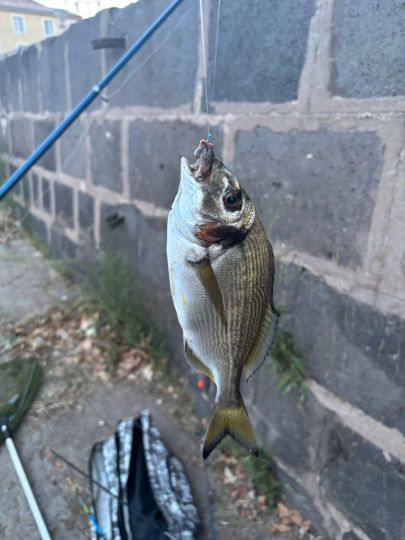 Dorade