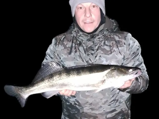Zander