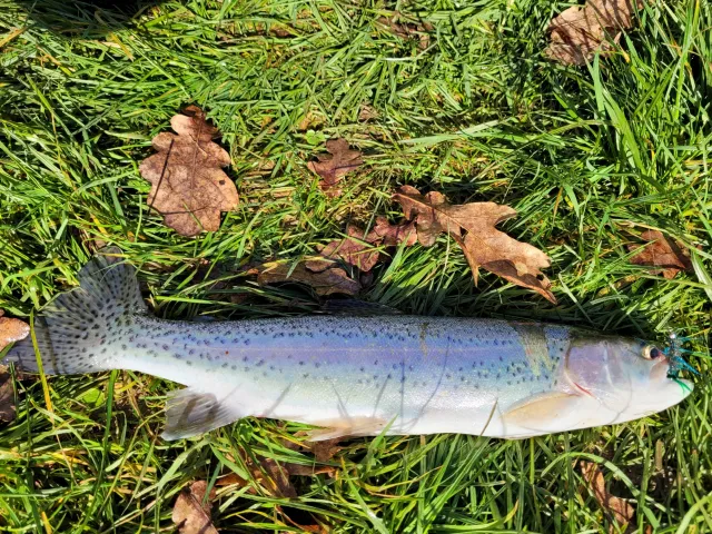 Regenbogenforelle