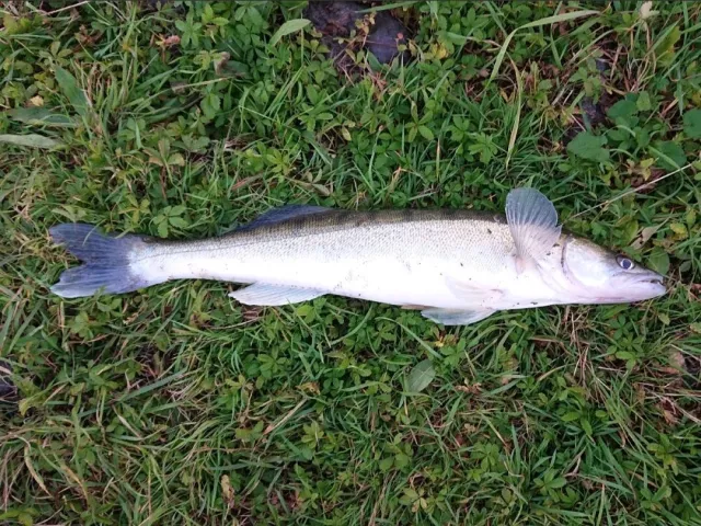 Zander