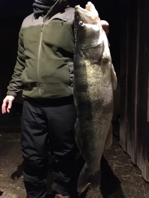 Zander