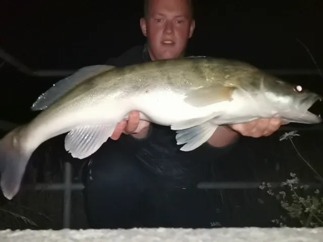 Zander
