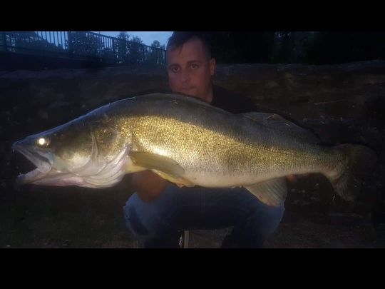 Zander
