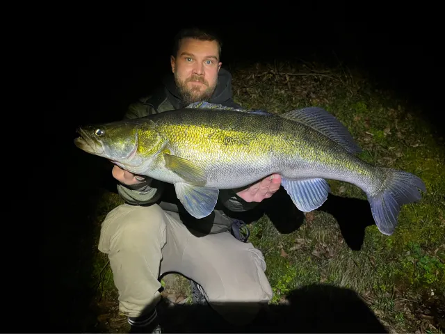 Zander