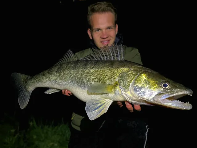 Zander