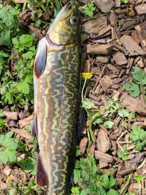 Tigerforelle