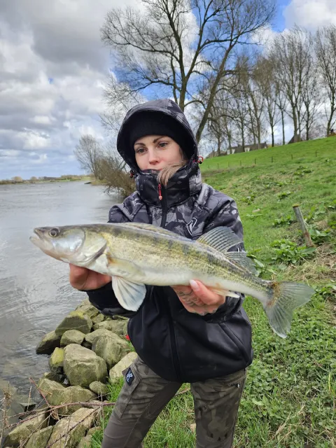 Zander