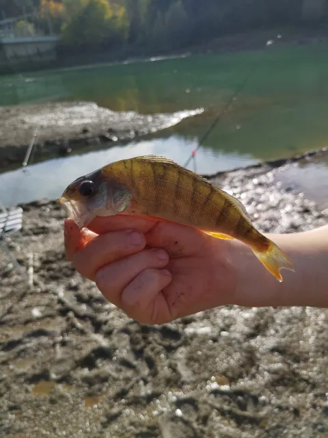 Flussbarsch