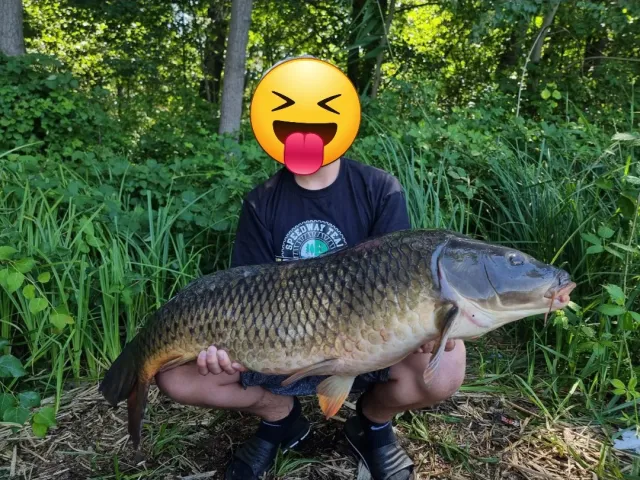 Karpfen