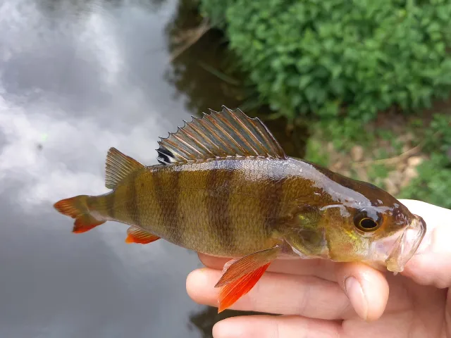 Flussbarsch
