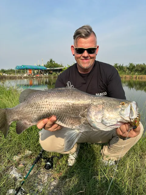 Barramundi