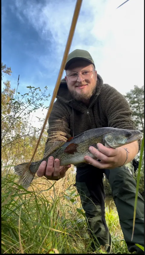Zander