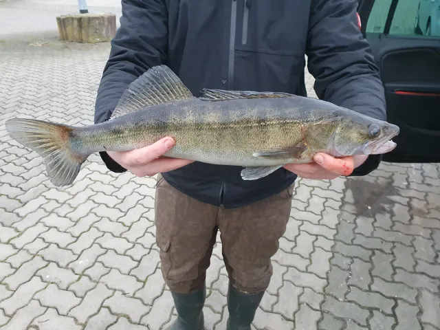 Zander