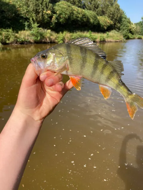 Flussbarsch