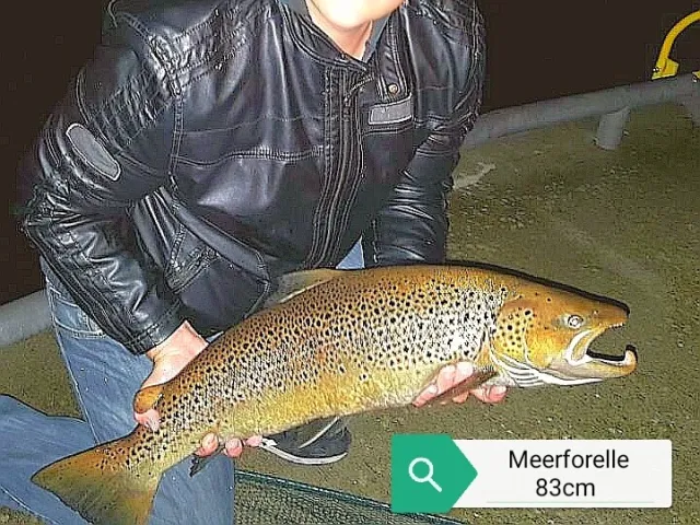 Meerforelle