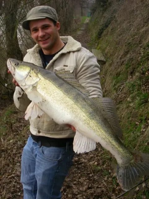 Zander