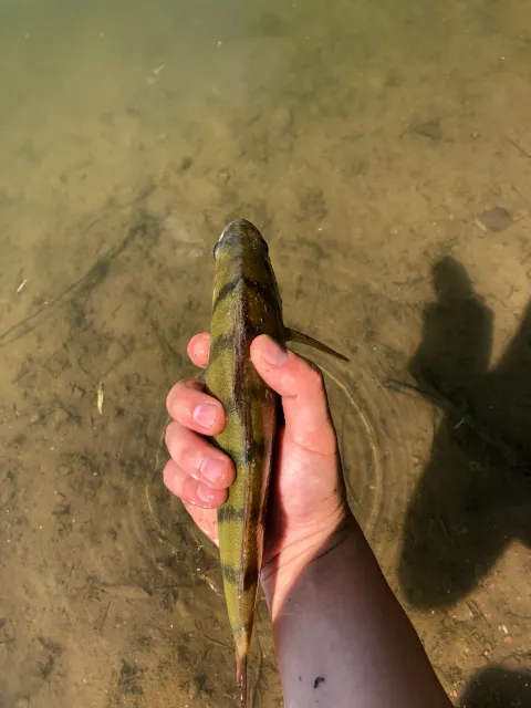 Flussbarsch