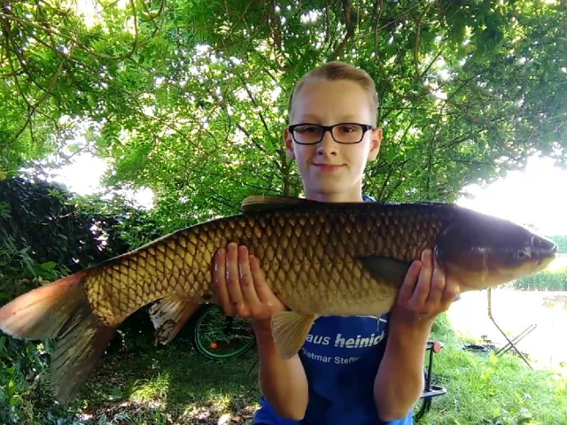 Graskarpfen