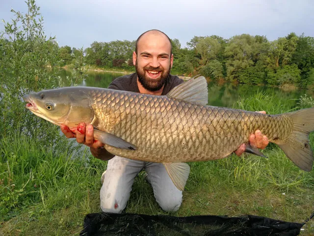 Graskarpfen