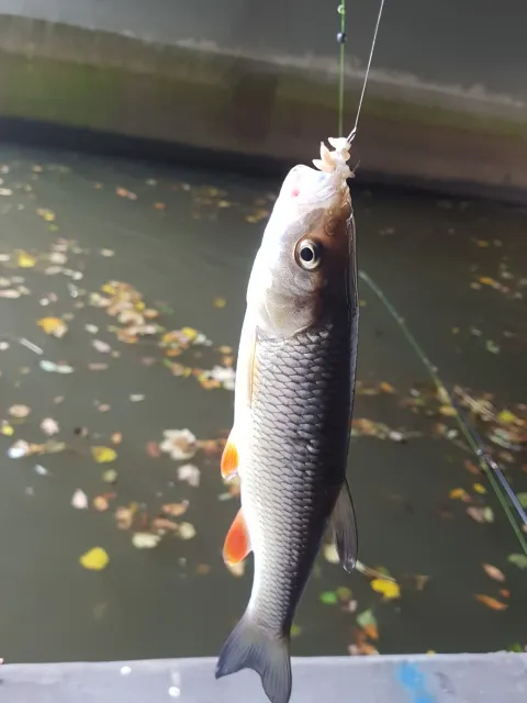 Döbel