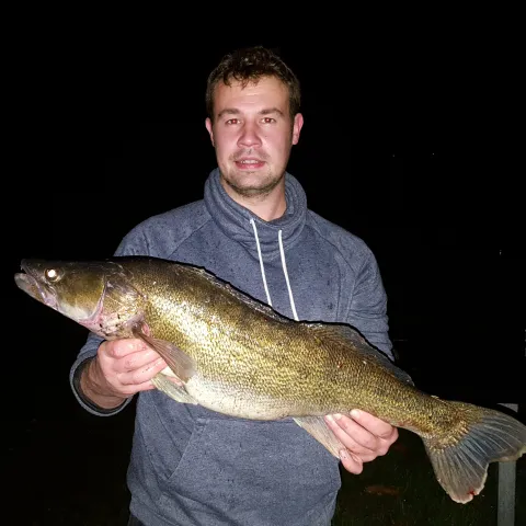 Zander