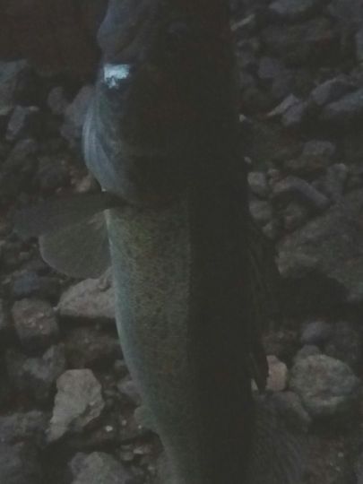 Zander