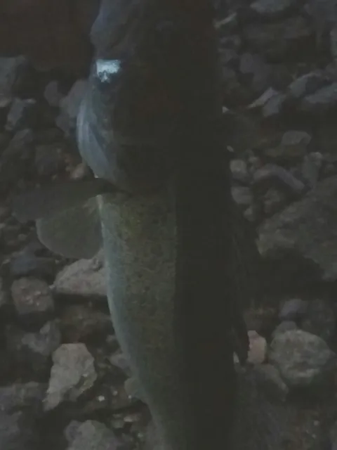 Zander