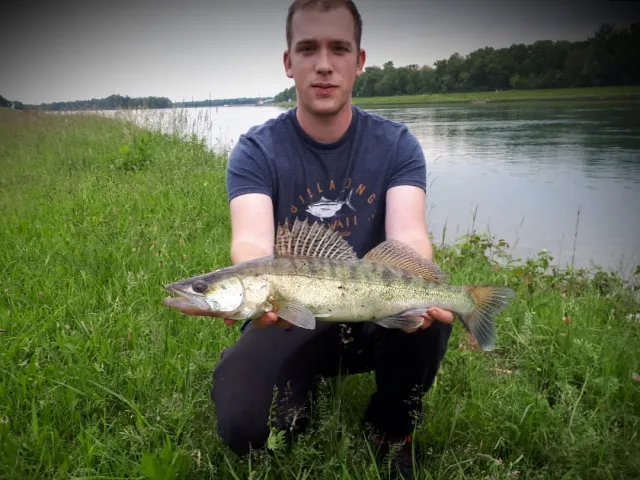 Zander
