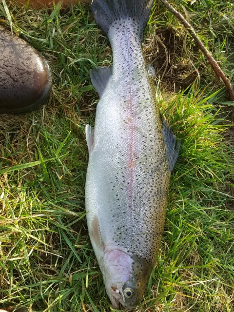 Regenbogenforelle