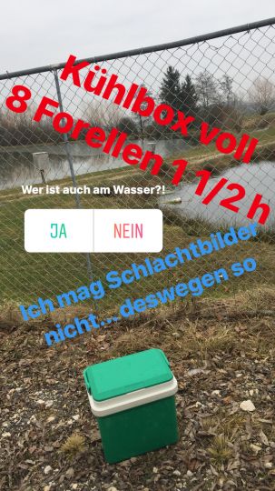 Regenbogenforelle