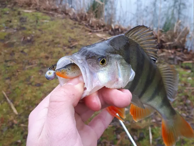 Flussbarsch