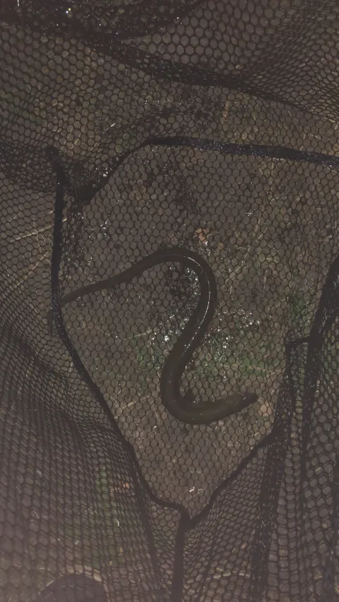 Aal
