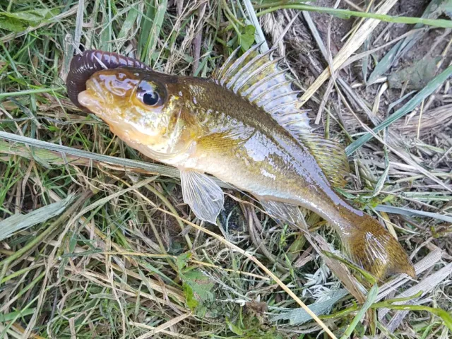 Kaulbarsch