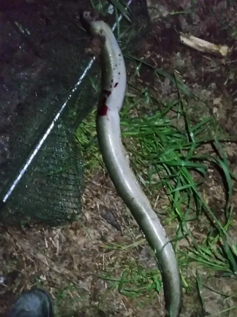 Aal