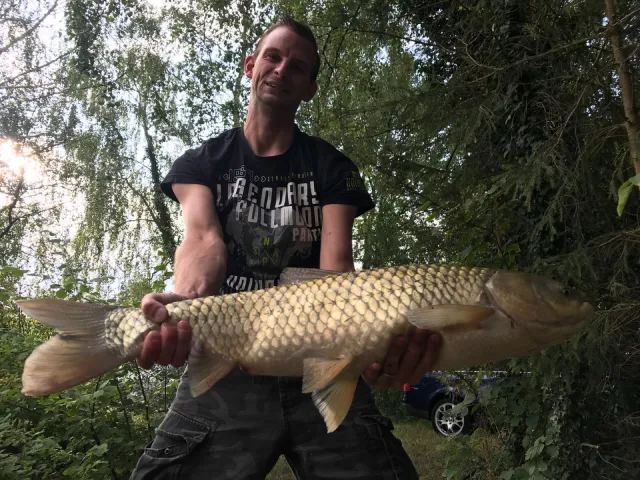 Graskarpfen