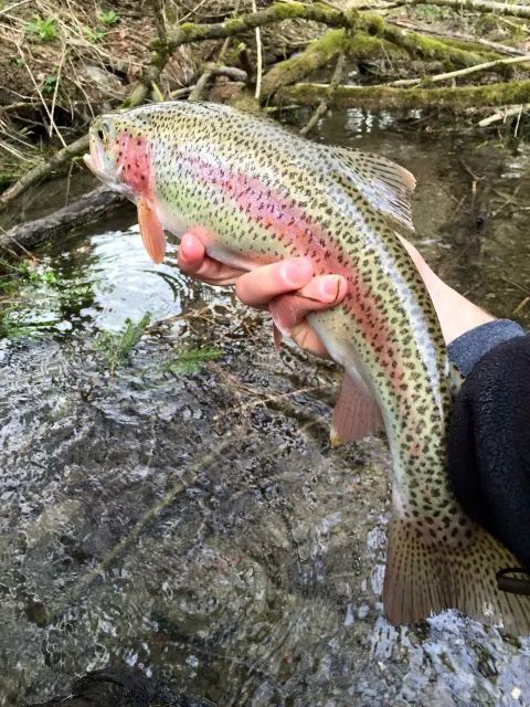 Regenbogenforelle