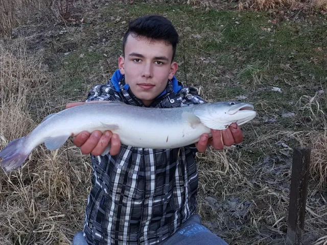 Huchen
