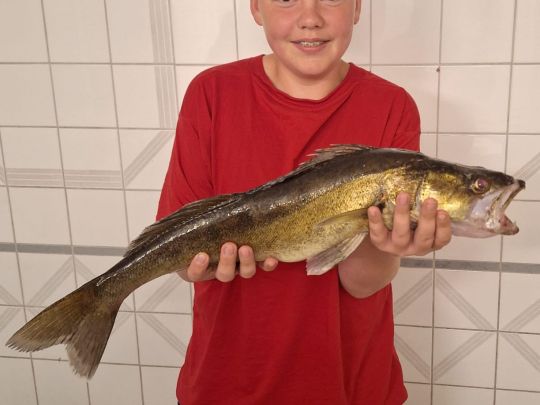Zander