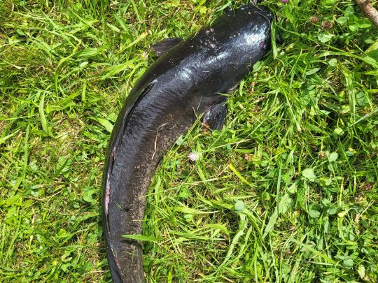 Afrikanischer Raubwels