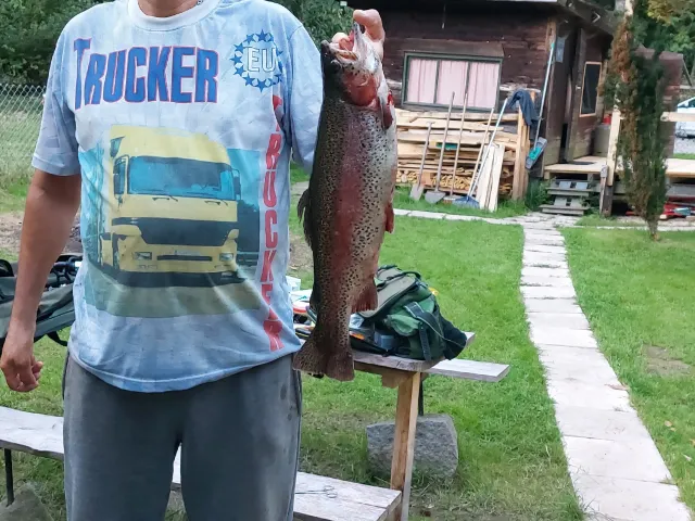 Regenbogenforelle