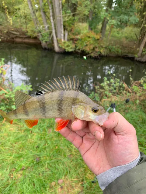 Flussbarsch