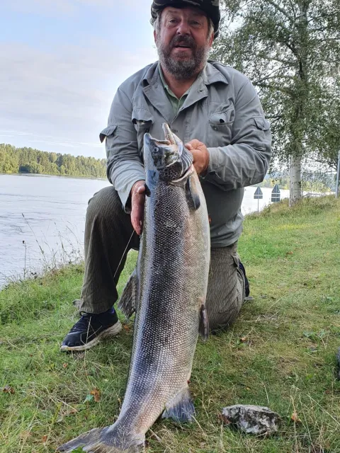 Lachs