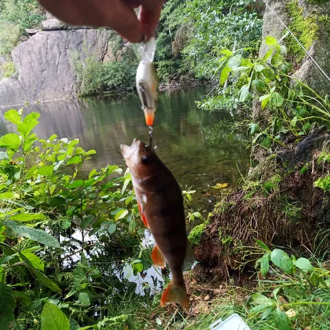 Flussbarsch