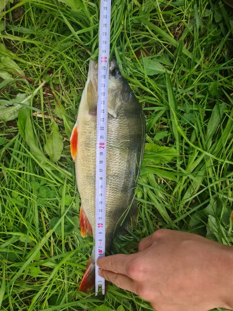 Flussbarsch