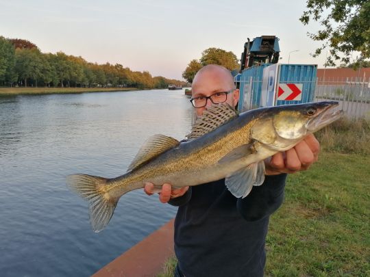 Zander