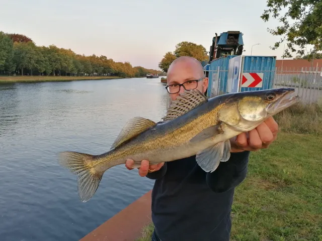 Zander