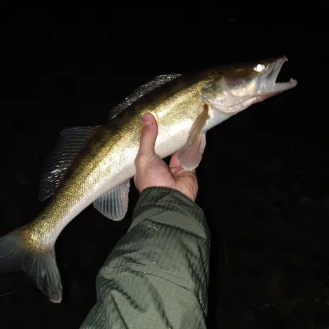 Zander
