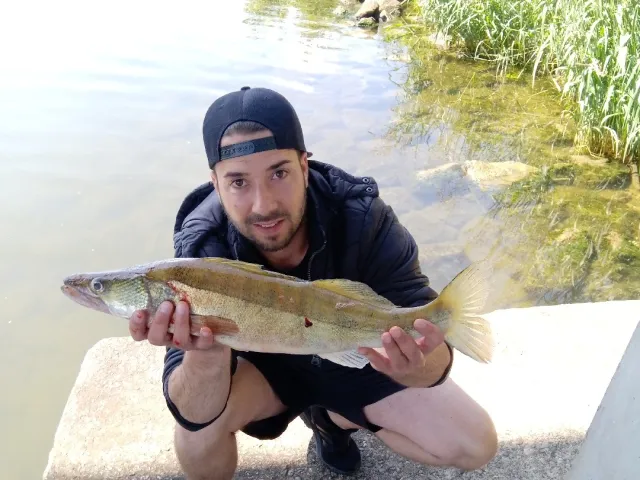 Zander